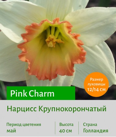 Нарцисс Крупнокорончатый (Large-Cupped) Pink Charm